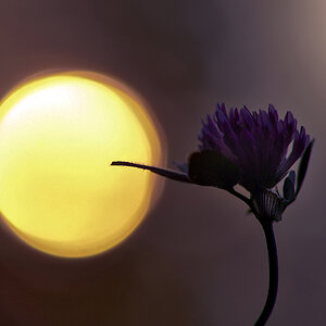 33931024kleeim sonnenuntergang1