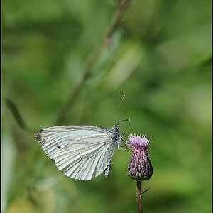 schmetterling