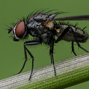 Mini Fliege rauschen gefiltert