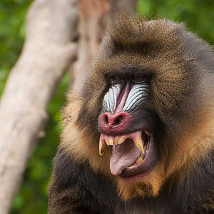 Zoo Augsburg - Mandrill Crop