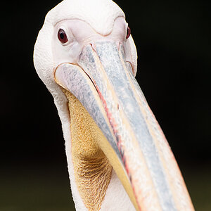 Zoo Augsburg - Pelikan Portrait-Crop