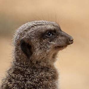 Zoo Augsburg - Erdmännchen