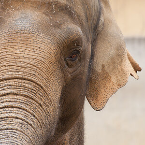 Zoo Augsburg - Fant