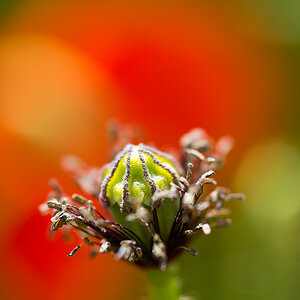 Mohn 1998