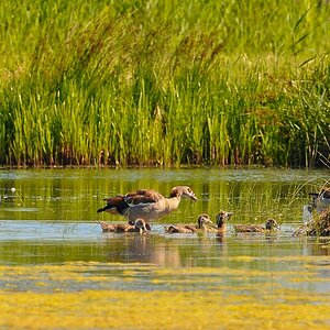 Nilgänse 2a