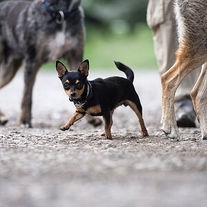 hundewiesentreffen2