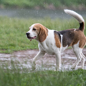 hundewiesentreffen3