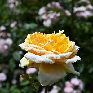 Blumen im Hydepark