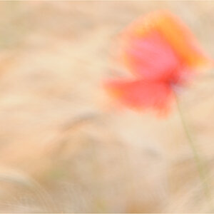Mohn