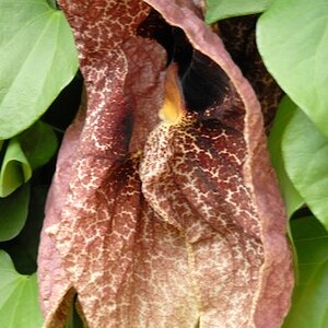 Afrikanische Orchidee