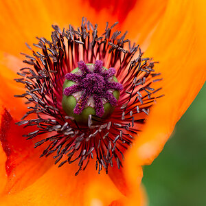 kenzaburo blumen 103