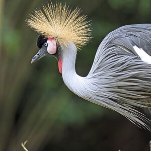 Im Zoo mit dem AF-S 80-400