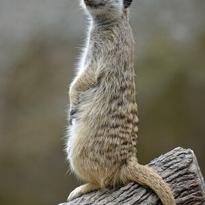 Im Zoo mit dem AF-S 80-400