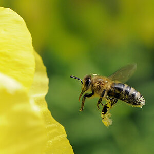 Biene 2013 07