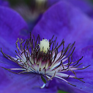 DSC 9838 Clematis
