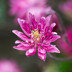 kenzaburo blumen 104