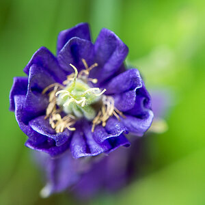 kenzaburo blumen 105
