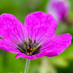 kenzaburo blumen 106