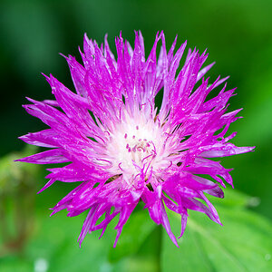 kenzaburo blumen 107