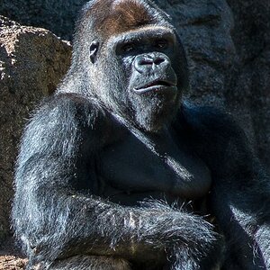 Starker Goirilla-Mann