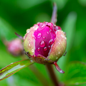 kenzaburo blumen 109