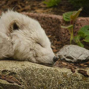20130523 DSC 2394