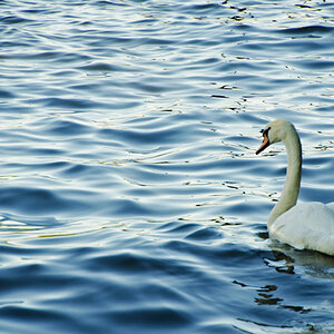 Schwan 1