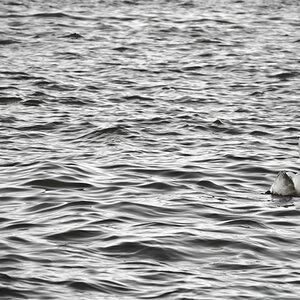 Schwan 2
