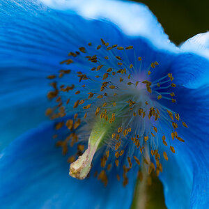 kenzaburo blumen 116