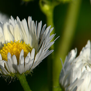 DSC 9761 Blume Wegesrand