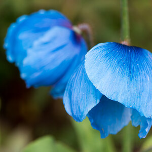 kenzaburo blumen 117