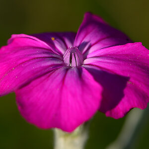 DSC 9779Blume am Wegesrand