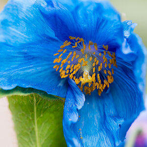 kenzaburo blumen 118