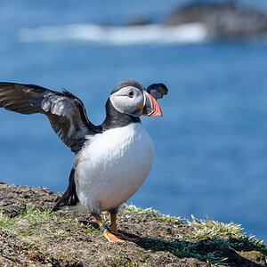 Papageientaucher auf Lunga