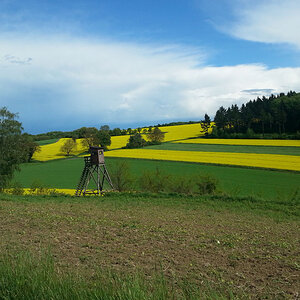 Rapsfeld nach dem Regen - mit Samsung Galaxy S 3