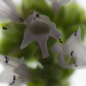 Oregano in Farbe