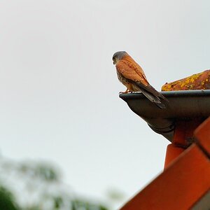 DSC 1056 01