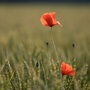 781900mohn