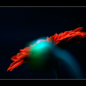 Blume PZ13147