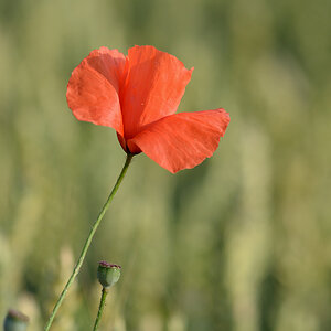 797900mohn