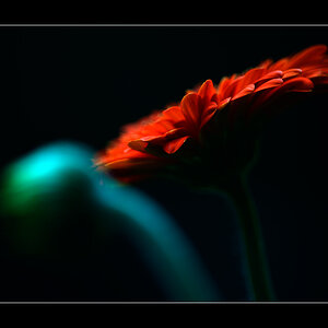 Blume PZ13139