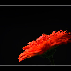 Blume PZ13148