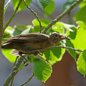 Wibliche Amsel mit Futter
