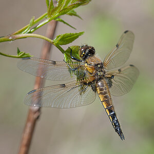Vierflecklibelle (m) 04 x 2013 05 08