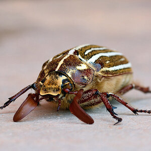 Outside of the garage (ten-lined June beetle 2") / Außen an der Garage (Junikäfer 5cm)
