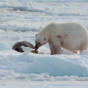 Eisbär mit Elfenbeinlöwen und
unglücklicher Bartrobbe auf dem Treibeis
nördlich von Spitzbergen
4320