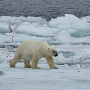 Eisbär und Eismöwen auf dem Treibeis nördlich von Spitzbergen 0386