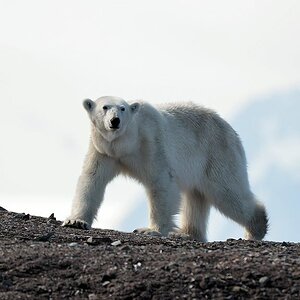 Eisbär auf den Enteninseln, Spitzbergen
7749