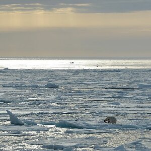 Eisbär nördlich von Spitzbergen
8613