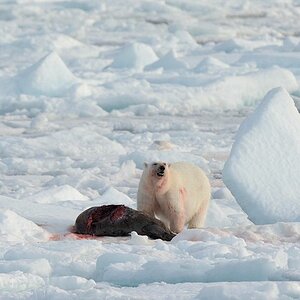 Eisbär mit Bartrobbe
Treibeis nördlich von Spitzbergen
4486